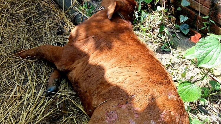 Quảng Nam t’păt pr’luh cr’ay coh acoon bh’năn