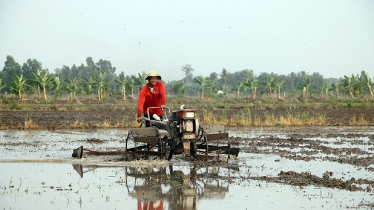 សុកត្រាំងជម្រុញការបញ្ចុះពូជស្រូវរដូវដើមឆ្នាំកំហិតហានិភ័យនៅចុងរដូវ។