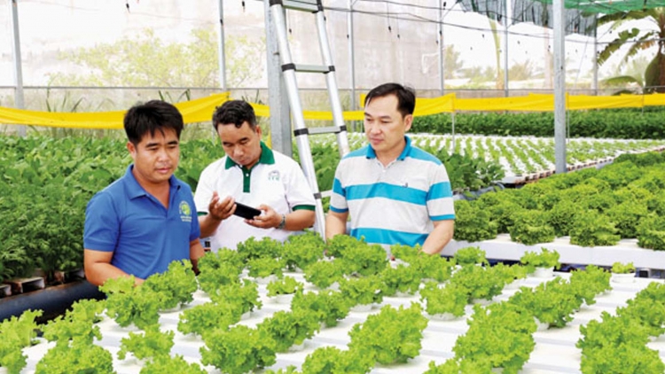 NINH THUẬN: PADANG BRUK PALA DRAK HU KEIN LABA, RIK DAONG PAGLAONG JIEN MEK TAME KA BHAP BINI