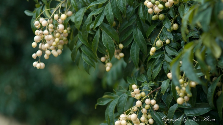 CHƯƠNG TRÌNH KHAY HENG TÀY-NÙNG  (Thứ Hai- Vằn 12/6/2023)