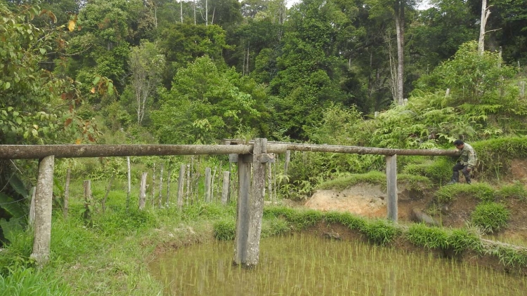 Bơngai Xơ đăng chă pơm kơ dih hơbong pơ ro đak tơ̆ chŭn na đei tơdrong arih sa phĭ tơnŏ