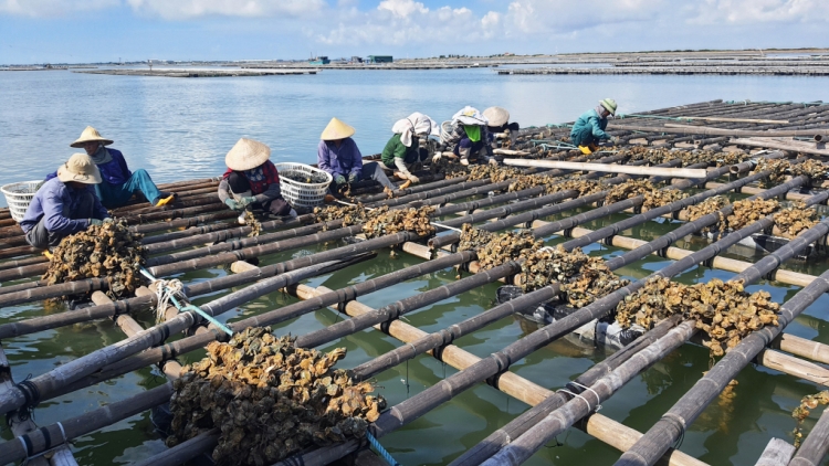 PANG CHỎI PỈ NOỌNG LIỆNG PJA CỦNG TỀNH PÉ HẢI