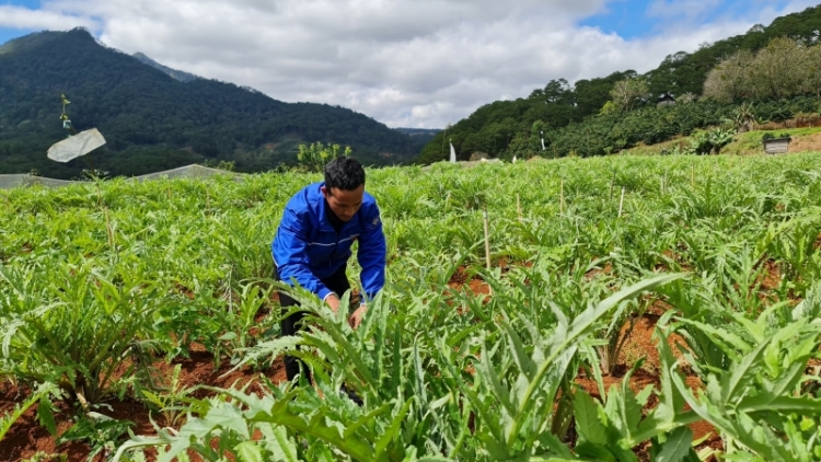 Tơdrong jang tơm teh đak tơplih um ai lơ pơlei pơla tơ̆ Lâm Đồng