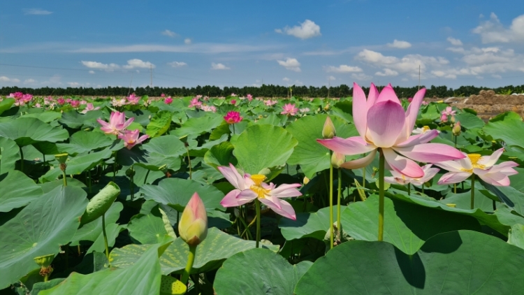 XẨM NHỊ TÌNH