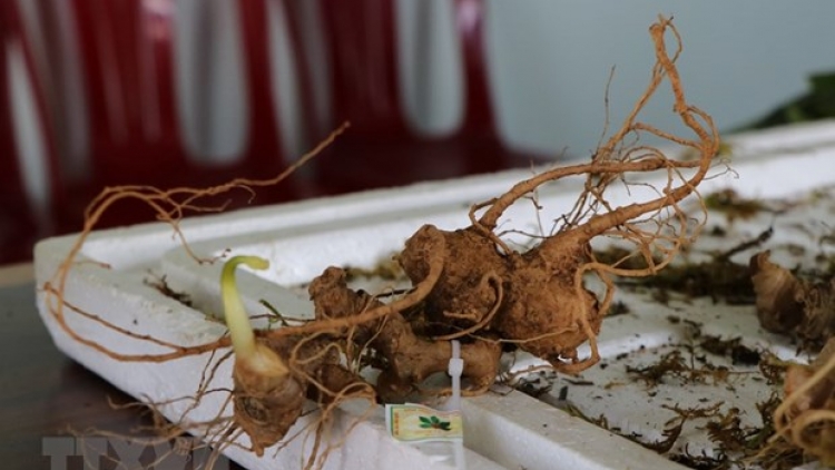 Chính phủ đoọng bh’rợ xa nay bh’rợ pa dưr sâm Việt Nam tước c’moo 2030