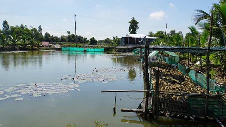 ប្រសិទ្ធភាពនៃទម្រង់ចិញ្ចឹមត្រីក្នុងស្រែរបស់កសិករនៅដុងថាប។