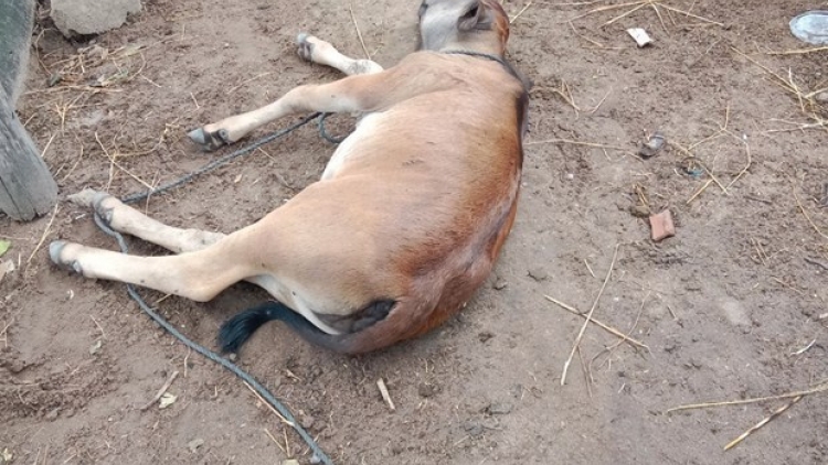 Gia Lai cha groong cr’ay ung khí thán coh t’rí c’rooc băr dzang đhị đhăm bhưah