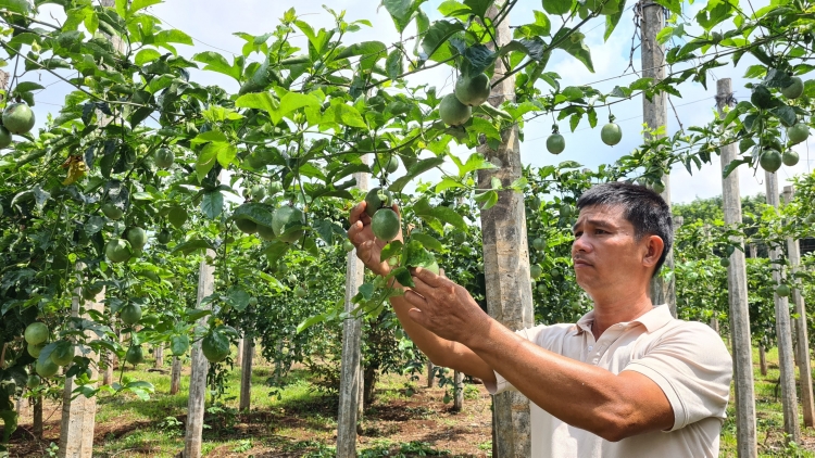 Gia Lai: Kuăn pơlê tô tuăn xua plâi krui kơxái chu rơpâ yă