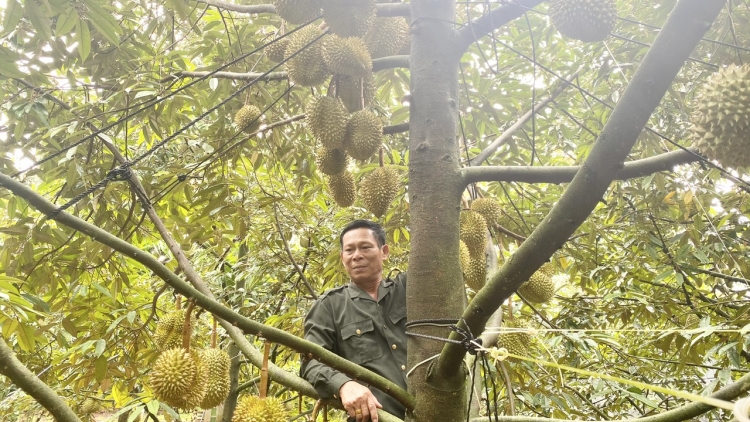 Nua sầu riêng đĭ kơtang, Dak Lak him lăng pơhrui lu hloh