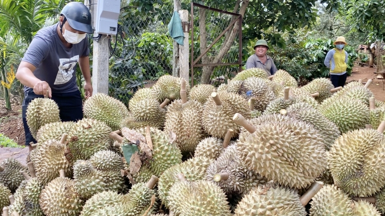 Giă sầu riêng gơguh jơnhua, Dăk Lăk kờp dŭ geh dùl kàl lơh sầu riêng lơh geh priă jền uă ngan bơh lài tus tŭ do