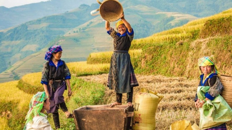 Phai paz nhây phiến