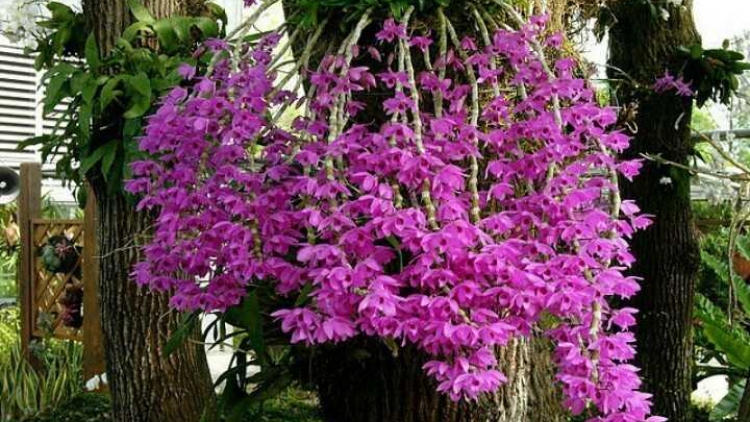 T'RUIH PA XƯL T'NGAY 7/7/2023