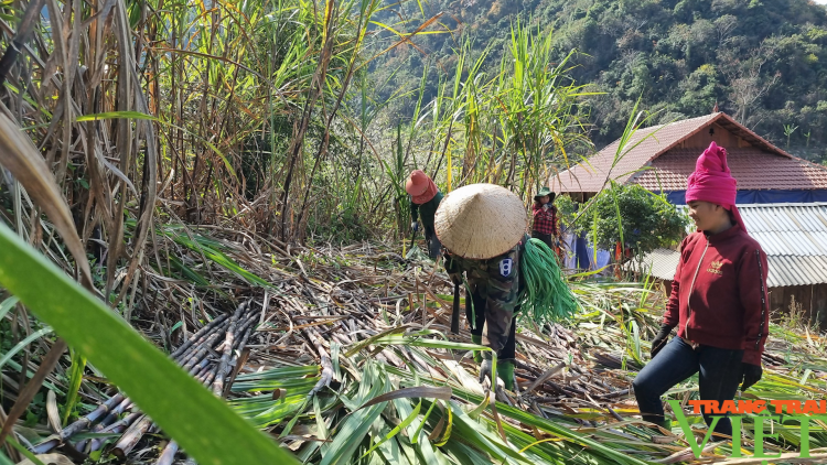 Ngon tô thứ 3 mự 18 căm bườn 7 pì 2023 – Po hay me na Sơn La khài chương khòng đảy ca pưa cạt kiên cắp doanh nghiệp