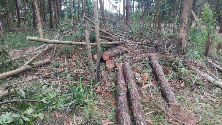 Hơdôm tơlơi čih “Anăn păn ƀơi rơgôp pum kyâo” Tơlơi čih 1: “Mă tŭ jao čơkă glai pioh rô̆ ƀak mă”