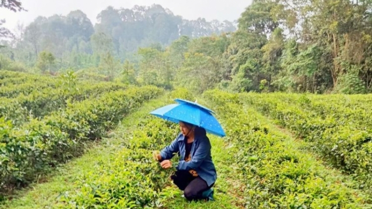 Cán bộ Hội pân đil ma nuyh Tày bhrợ cha choom