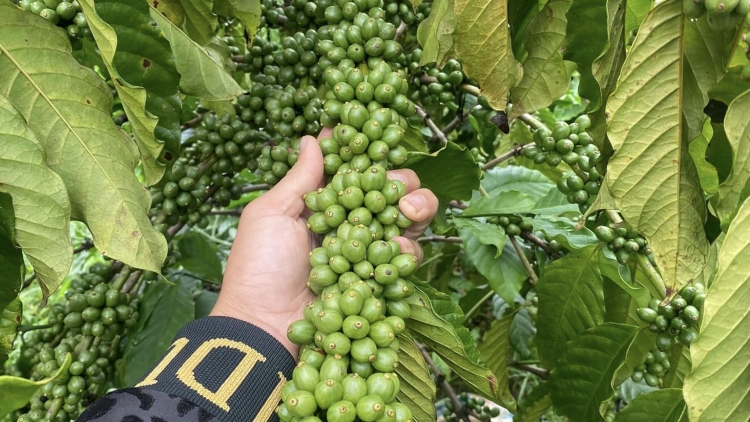 Kphê ênoh yuôm: Hlăm klei mơak bhiâo gĭr mkŏ mjing klei mơak sui