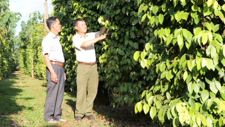 Cồng nha broă lơh lơh bal lơh sa jăt mpồl tàm càr Dăk Nông