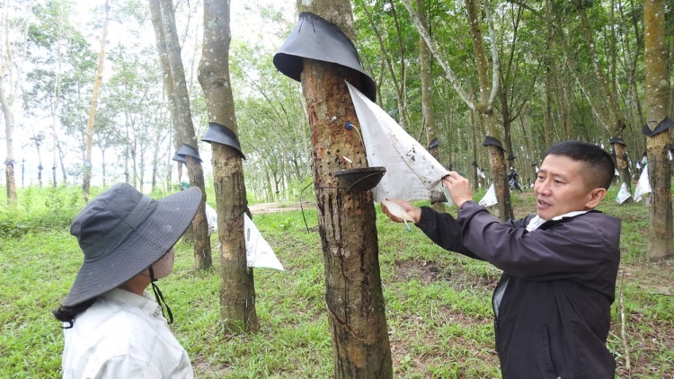 Kuăn pơlê hluăn ing tơdroăng ki kúa chhá kơxu a kong măng kơnôm ing kúa kơxu ƀă hyôh Ethylene