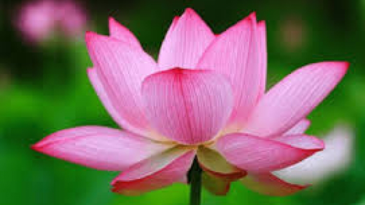 Danak dak sap Cam 31_08_2023