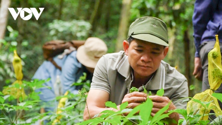 Tơợp bhrợ bhiệc bhan Sâm Ngọc Linh g’lúh 5