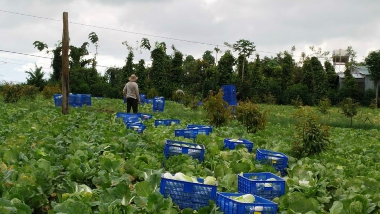 Klei bi knăl mơak hlăm bruă bi mguôp ba čhĭ boh mnga bruă lŏ hma ti Dak Nông 	