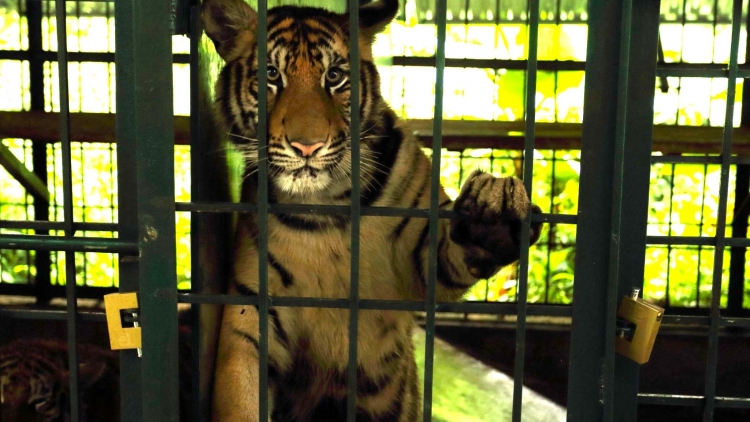 Quảng Bình: Đơơng 7 p’nong m’bhươp Đông Dương tươc đhị ăt t’mêê