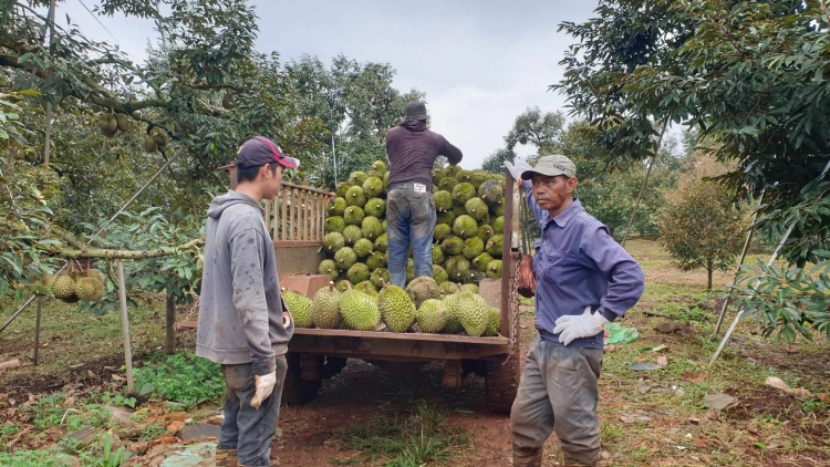 Dak Lak dlăng kriê boh durian wưng êlâo lehanăn êdei kơ hrui êmiêt