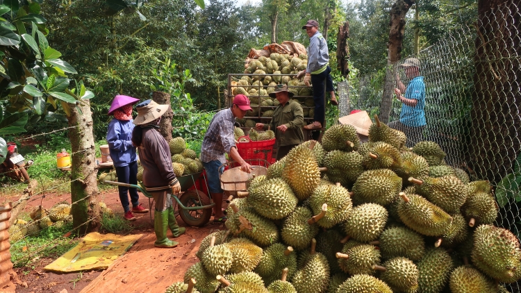 Dak Lak pơkâ thế kum, séa ngăn sầu riêng a kong pơlê tung rơnó krí 2023