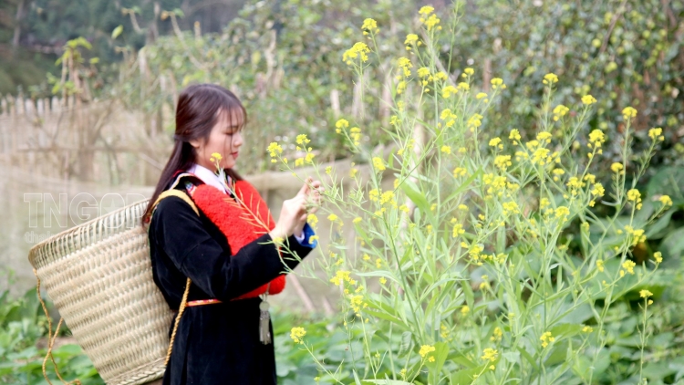 Phai paz nhây phiến