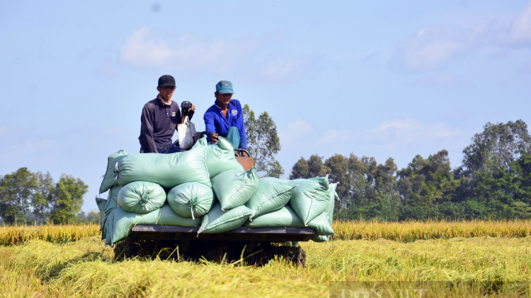 URAK INI, URANG NÔNG CẦN THƠ YUAK HU BLAOH 20.000 HA PADAI THU ĐÔNG, HU MENG 5 TẤN 3 TAL 5 TẤN METEH YAOK HA