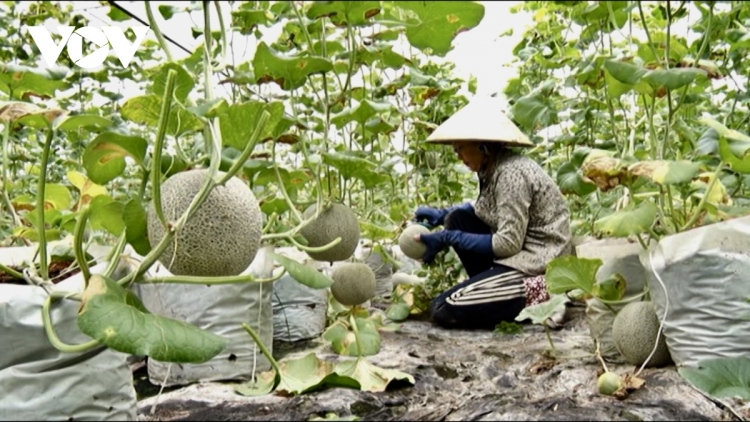 ហូវយ៉ាងកាត់បន្ថយផ្ទៃដីដាំអំពៅបង្វែរមកដាំដំណាំផ្សេង