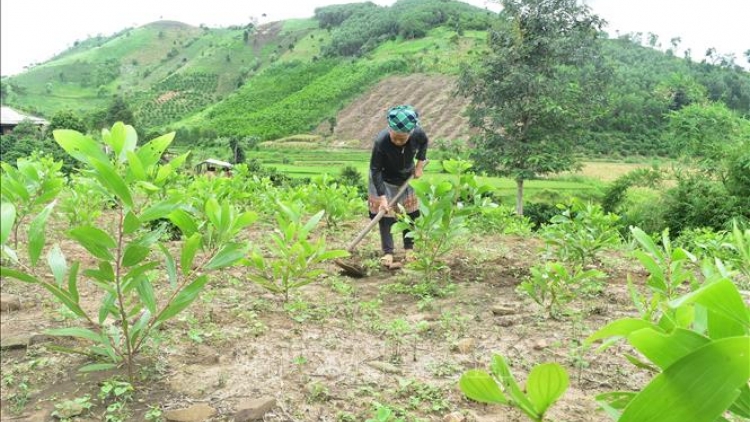 Tín dụng chính sách góp phần giảm nghèo bền vững tại Đắk Lắk