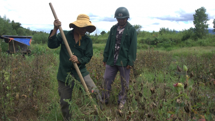 Thừa Thiên Huế: Sâm Bố Chính coh A Lưới răng z’broọ