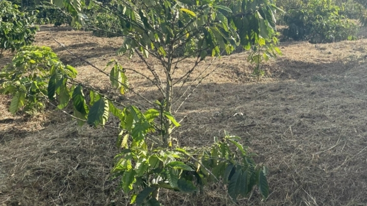 Bàr pe jơnau kờñ pal sền ngăc tàm broă tam pa wơl kơphê