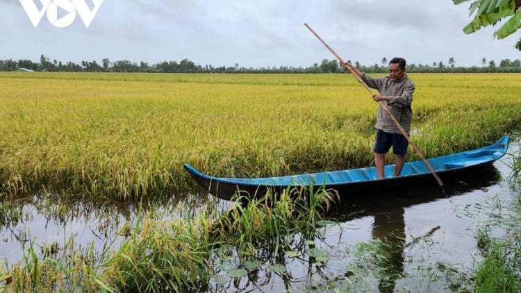 ភ្លៀងអូសបន្លាយប៉ះពាល់ដល់ការប្រមូលផលស្រូវនៅស្រុកអ៊ូមិញ ខេត្តកាម៉ាវ