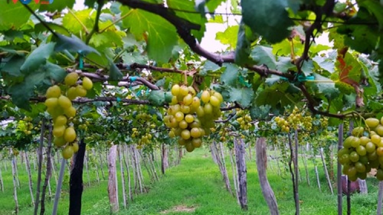 Danak dak sap Cam 11_09_2023