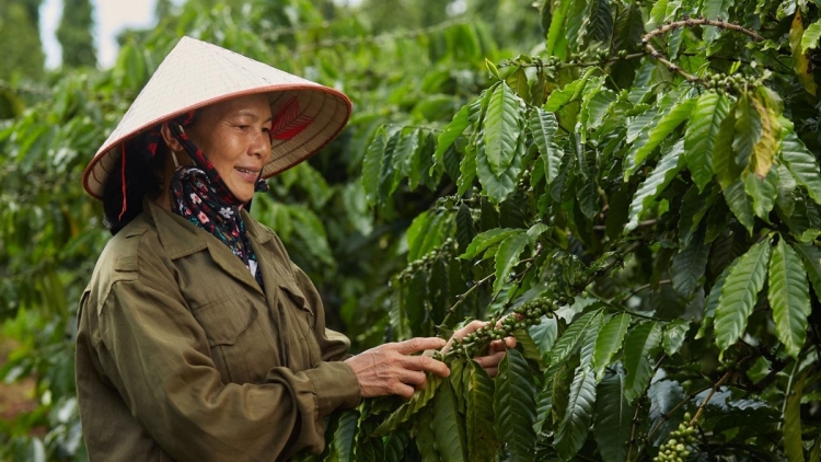 Mơdêk ki tơniăn dêi xiâm loăng kơphế ƀă tiu a Tây Nguyên