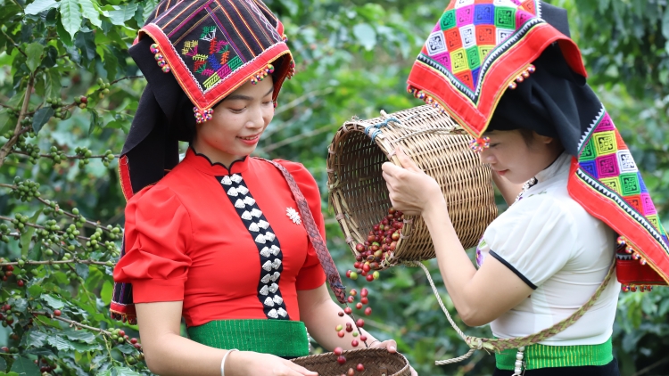 Ngon tô thứ 7 mự 21 bườn 10 pì 2023 – Pàng hội cà phê tỉnh Sơn La - chôm xừng cà phê Việt Nàm