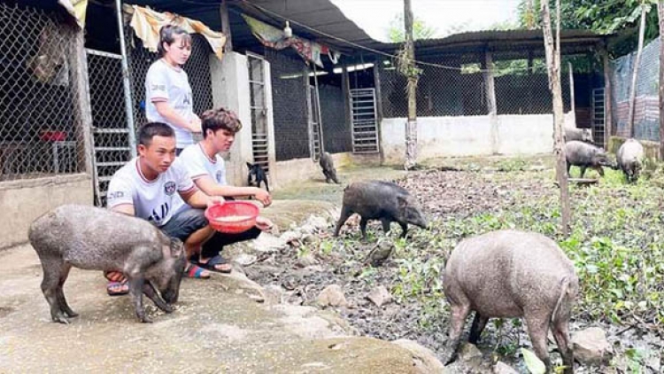 Những mô hình phát triển kinh tế hiệu quả ở vùng dân tộc thiểu số