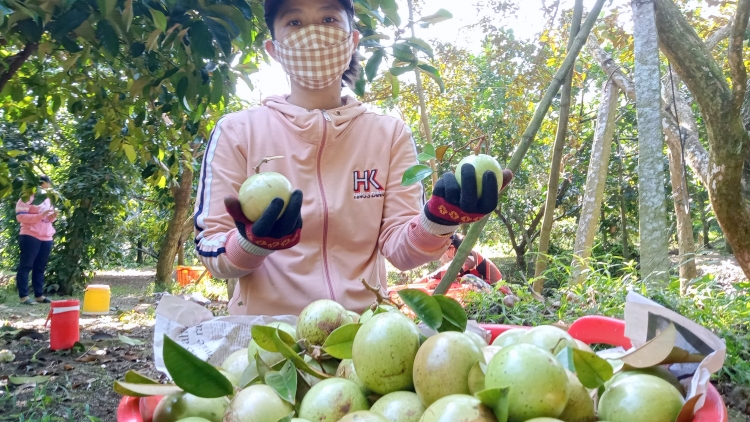 តំបន់ដីសណ្ដទន្លេគឺវឡុង ជួបចំណុចកកស្ទះជាច្រើនក្នុងកិច្ចចំណាត់ការអនុក្រឹត្យលេខ៩៨។