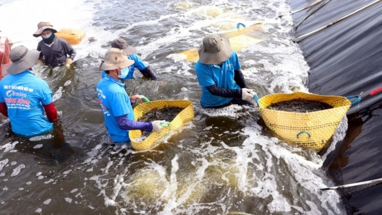 សុកត្រាំងទាញយកផលជលផលធម្មជាតិ ពីអនុភាពនៃរដូវទឹកលិច។