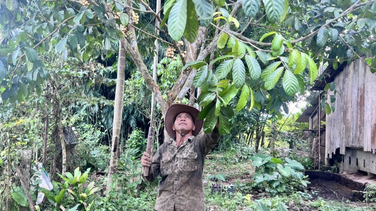 T’cooh Nguyễn Văn Ép “Manuyh chr’năp pa bhlâng” âng cr’noon Gadoong