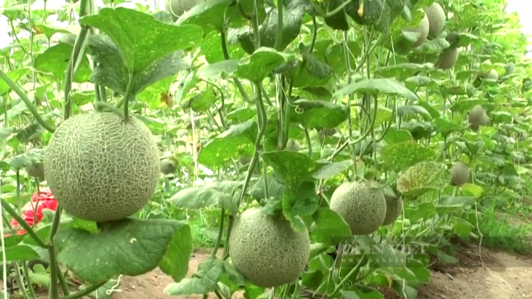 TÂY NINH: PALA DƯA LƯỚI, BREI NĂNG SUẤT GLAONG, MEK TAME JIEN TỶ