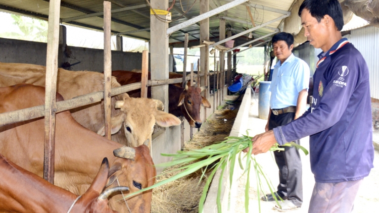 កសិករខ្មែរខេត្តត្រាវិញធ្វើមានពីការបង្វែរផលិតកម្ម។