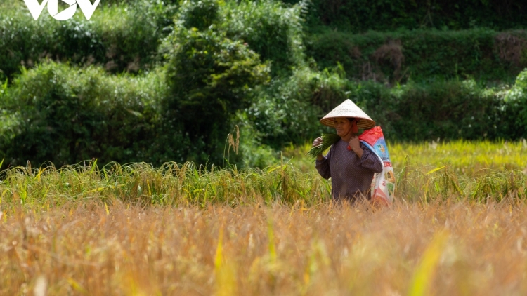 CHƯƠNG TRÌNH KHAY HENG TÀY NÙNG  (Thứ Sáu – Vằn 24/11/2023)