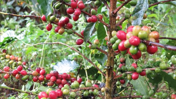 Tơrŭm vâ pêt kơphế tíu hngíu krá tơniăn a kong pơlê Kon Tum