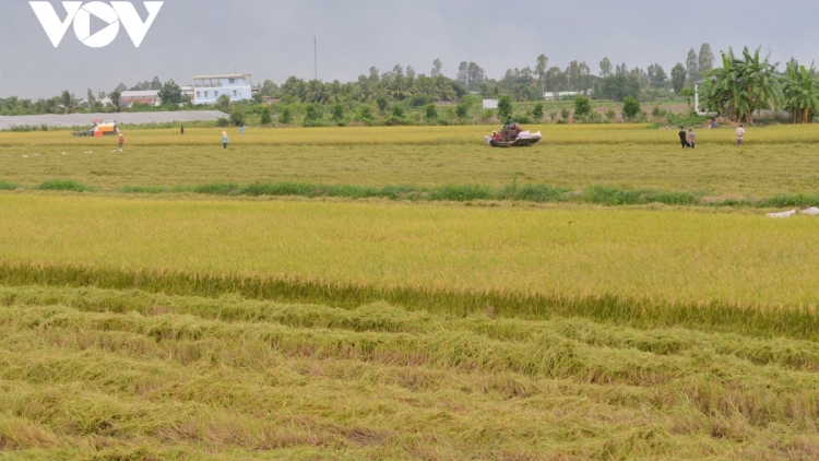 Việt Nam digơlan tac hờ lơgar ndai geh mờr 8 tơlak tấn phe