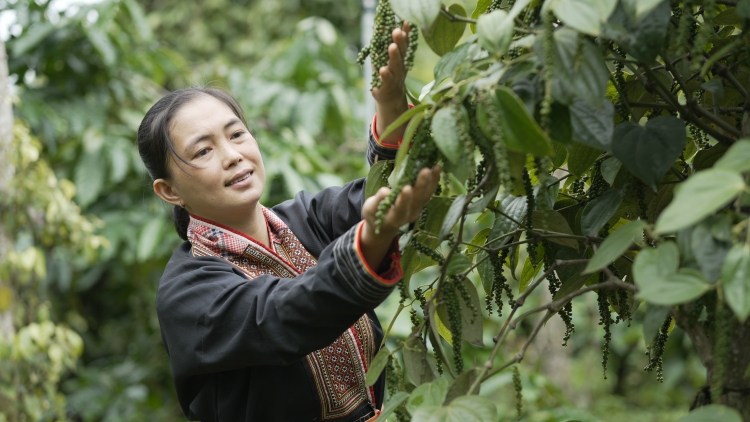 Dong kờl lơh gơlik mờ kă bro kơ̆ kơl jăp tiêu Việt Nam