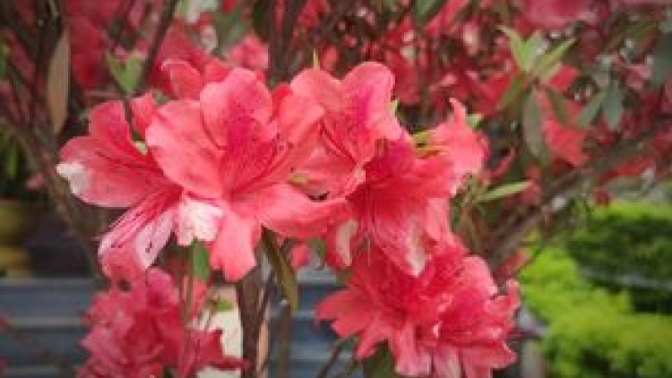 T'RUIH PA XƯL T'NGAY 15/11/2023