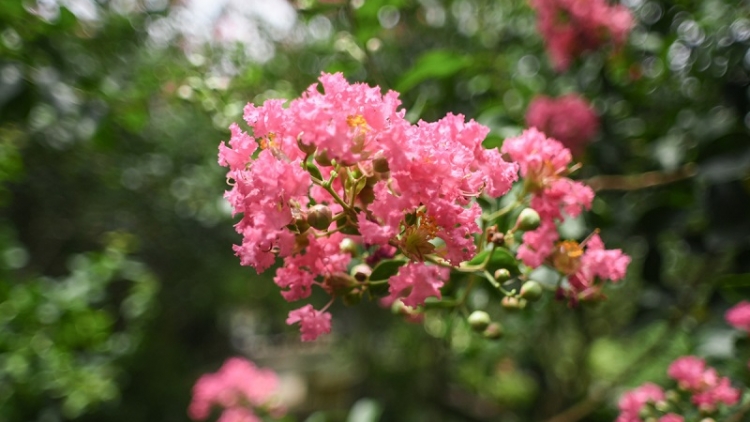 T'RUIH PA XƯL T'NGAY 4/11/2023